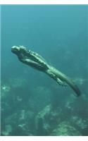 Marine Iguana Swimming on a Deep Dive Journal: 150 page lined notebook/diary