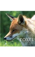 Foxes Calendar 2019