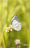 2019: Pocket Planner 2019 Weekly and Daily Calendar Organizer Academic Agenda (January to December) Blooming Flowers Butterfly
