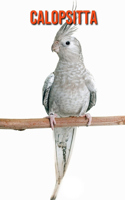 Calopsitta: Immagini bellissime e fatti interessanti Libro per bambini sui Calopsitta