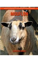 Mouflon