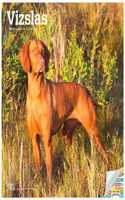 Vizslas 2022 Square