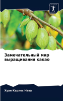 Замечательный мир выращивания какао