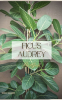 Ficus Audrey