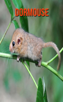 Dormouse: Fun Facts & Cool Pictures