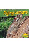 Flying Lemurs