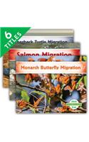 Animal Migration Set 1 (Set)