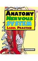 Anatomy Nervous System Label Practice