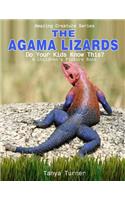 Agama Lizard