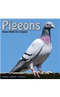 Pigeons 2013
