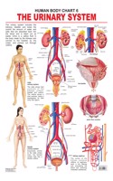 The Urinary System