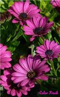 Color Freak: Pink Gerbera Daisy Floral 5x8 Inch Lined Notebook / Field Journal