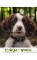 Springer Spaniel