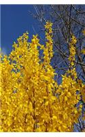 Journal Pretty Forsythia Branches Blue Sky: (Notebook, Diary, Blank Book)