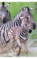 Zebra Notebook