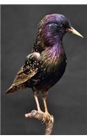 European Starling (Sturnus Vulgaris) Bird Journal: 150 page lined notebook/diary