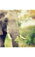 Animal Stories