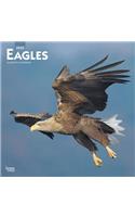 Eagles 2020 Square