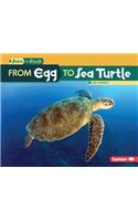 From Egg to Sea Turtle