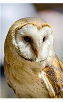 Barn Owl Journal