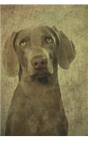 Weimaraner