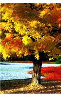Journal Bright Beautiful Autumn Tree Fall Foliage