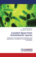 potent lipase from Acinetobacter species