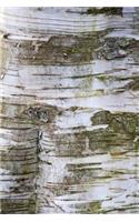 The Bark of a Birch Tree in the Woods Journal