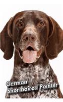 German Shorthaired Pointer