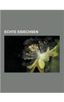 Echte Eidechsen: Westliche Smaragdeidechse, Ostliche Smaragdeidechse, Mauereidechse, Zauneidechse, Madeira-Mauereidechse, Waldeidechse,