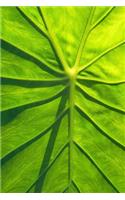 Close-up of a Taro Leaf Journal
