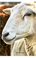 Sheep Notebook