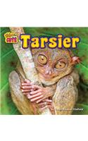 Tarsier