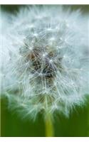 Dandelion Growing in Spring Journal