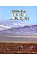 Tracking Down Tibetan Antelopes
