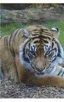 Sumatran Tiger Looking at You Journal: 150 page lined notebook/diary