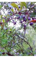 Journal Berries Fruit Tree Branches