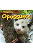 Opossums