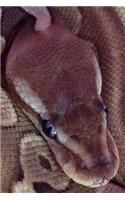 Ball Python Snake Journal: 150 Page Lined Notebook/Diary