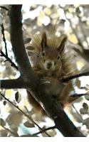 Red Squirrel Checking You Out Journal