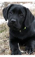 Black Lab Puppy Planner: (Awaiting Spring Undated Calendar Notebook 6x9)