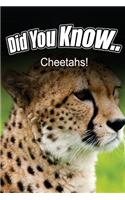 Cheetahs