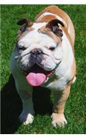 Sweet Brown and White English Bulldog Pet Journal