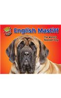 English Mastiff