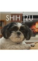 Shih Tzu Calendar 2020: 16 Month Calendar