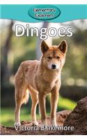 Dingoes