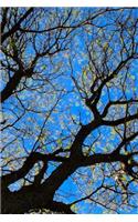 Tree Notebook