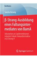 β-Strang-Ausbildung eines Faltungsintermediates von BamA