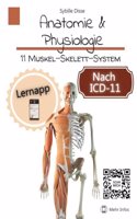 Anatomie & Physiologie Band 11: Muskel-Skelett-System: Aufgaben, Bauweise und Funktionen (German Edition)