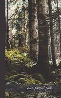 sun forest path